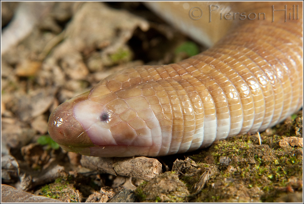 Flickriver Pierson Hill's photos tagged with amphisbaenidae