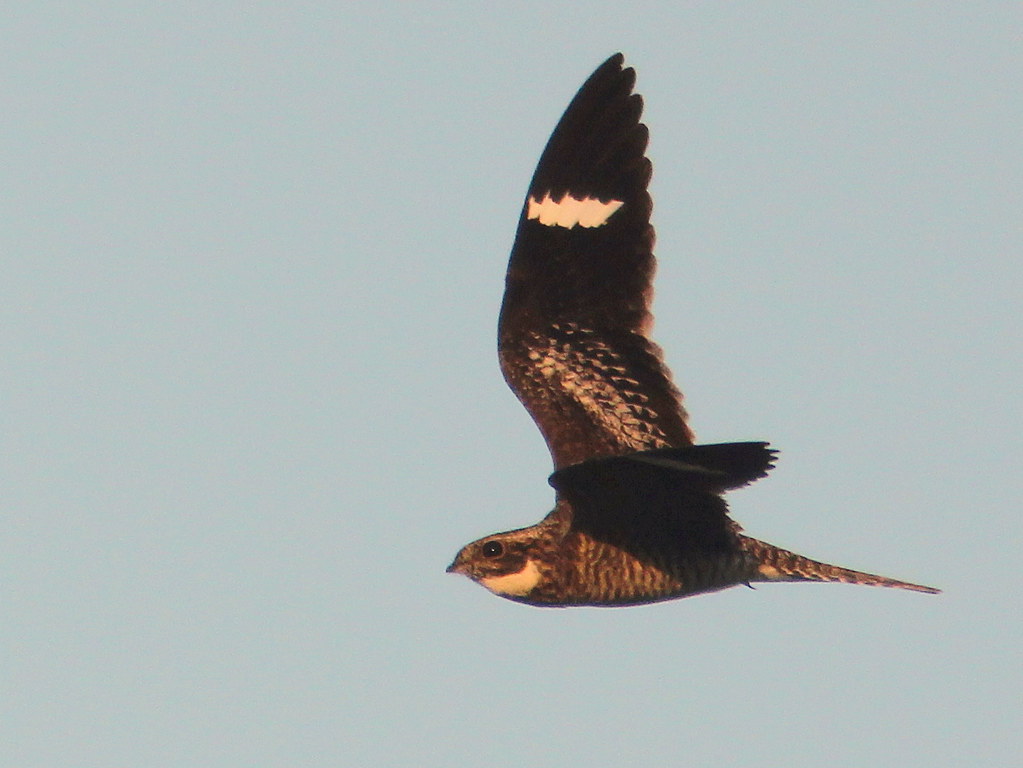 Common Nighthawk 20110422 We encountered a pair of nightha… Flickr