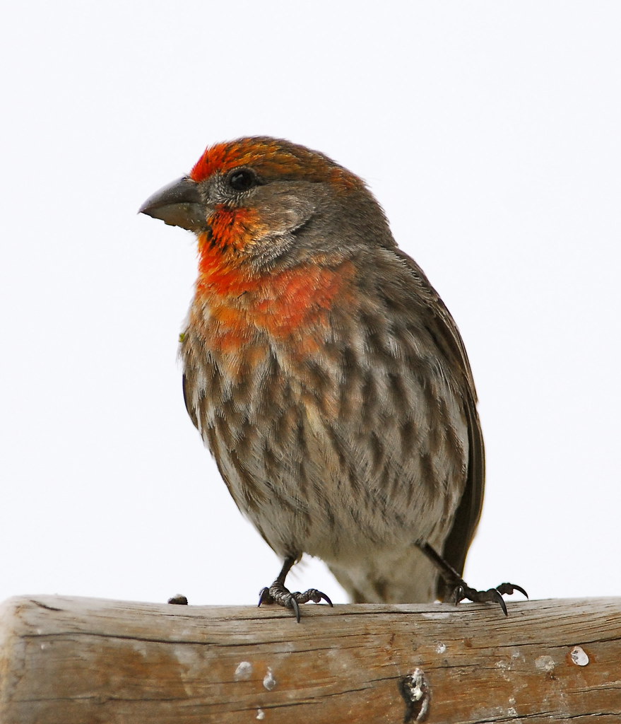 House Finch Carbon County, UT Steve Christensen Flickr