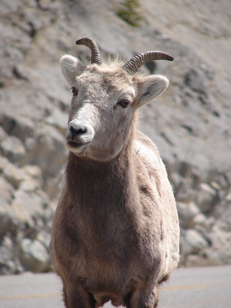 Nosy Old Goat, Alberta Antony Stanley Flickr