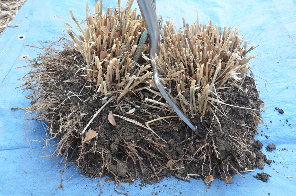 How to divide an ornamental grass Dividing Ornamental Gras… Flickr