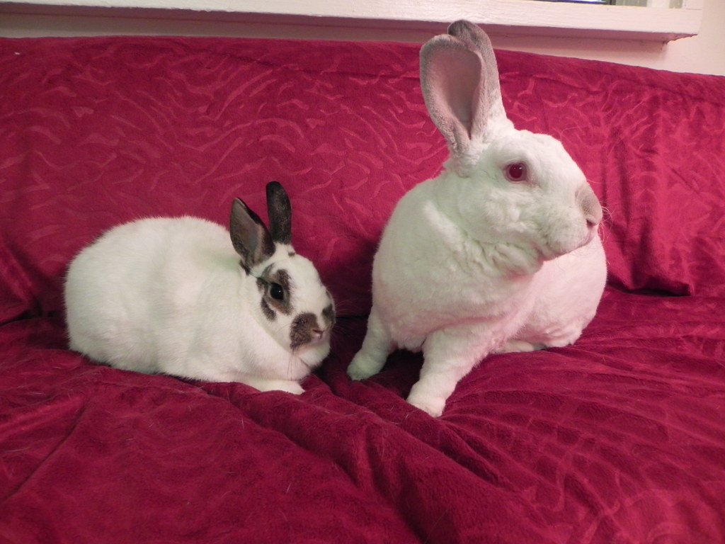 Bit O Honey & Rodeo Rabbit Bit O Honey & Rodeo Rabbit