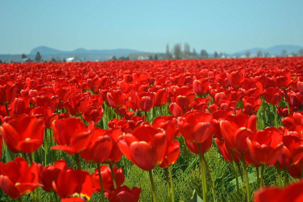 DSC_0742 Tulip Festival Washington martinwil Flickr