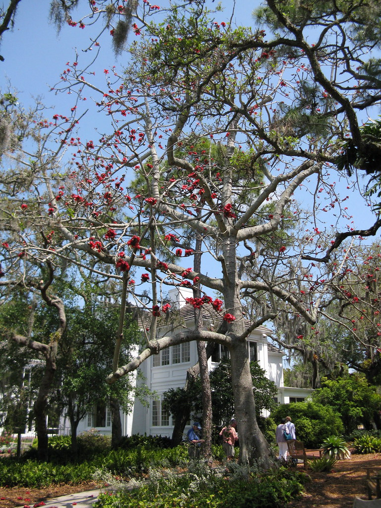 Red Silk Cotton Tree March 29, 2011. The Red Silk Cotton T… Flickr