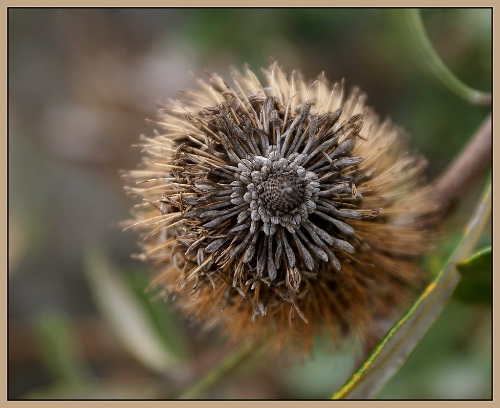 Dried Banksia flower... Anderson Park Townsville Flickr