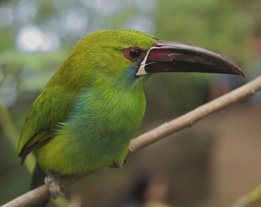 Dallas World Aquarium Green Bird This little guy was ver… Flickr