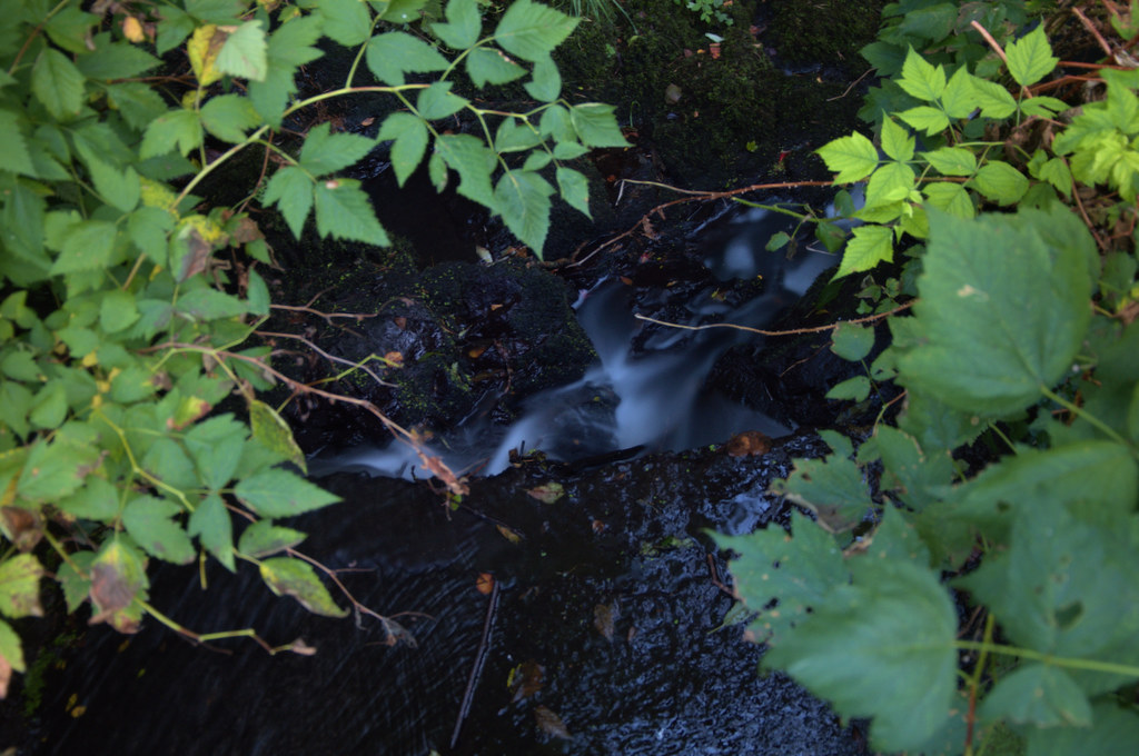 Strickland's Glen, Bangor, Co. Down www.bangorwestconserva… Flickr