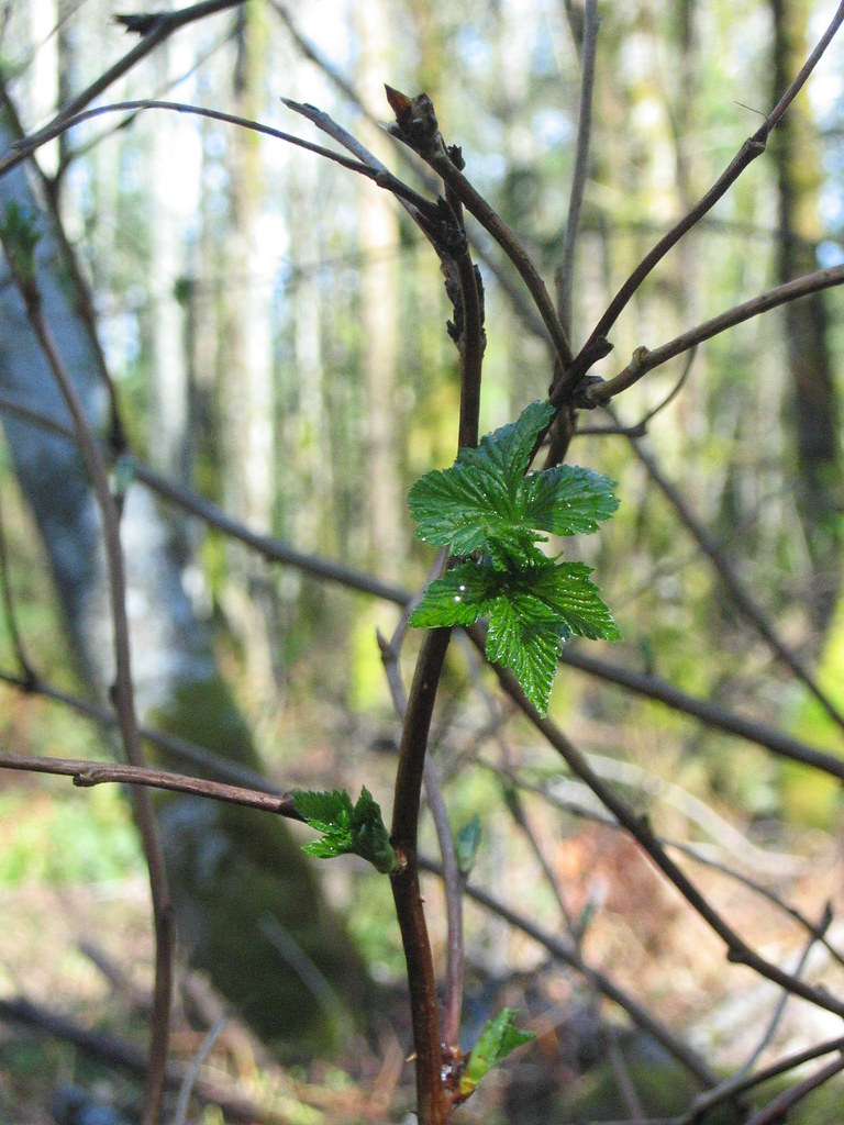 Salmonberry Starting to bud out. pshowpshrooms Flickr