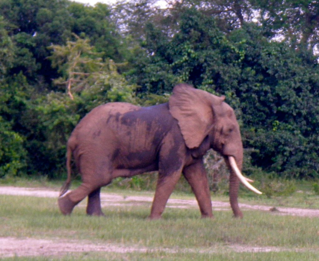 Elephants on Shore While on the boat cruise, we were lucky… Flickr