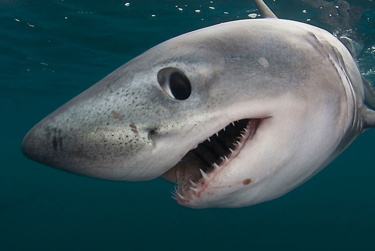 Porbeagle shark Porbeagle shark © /Doug Perri… Flickr