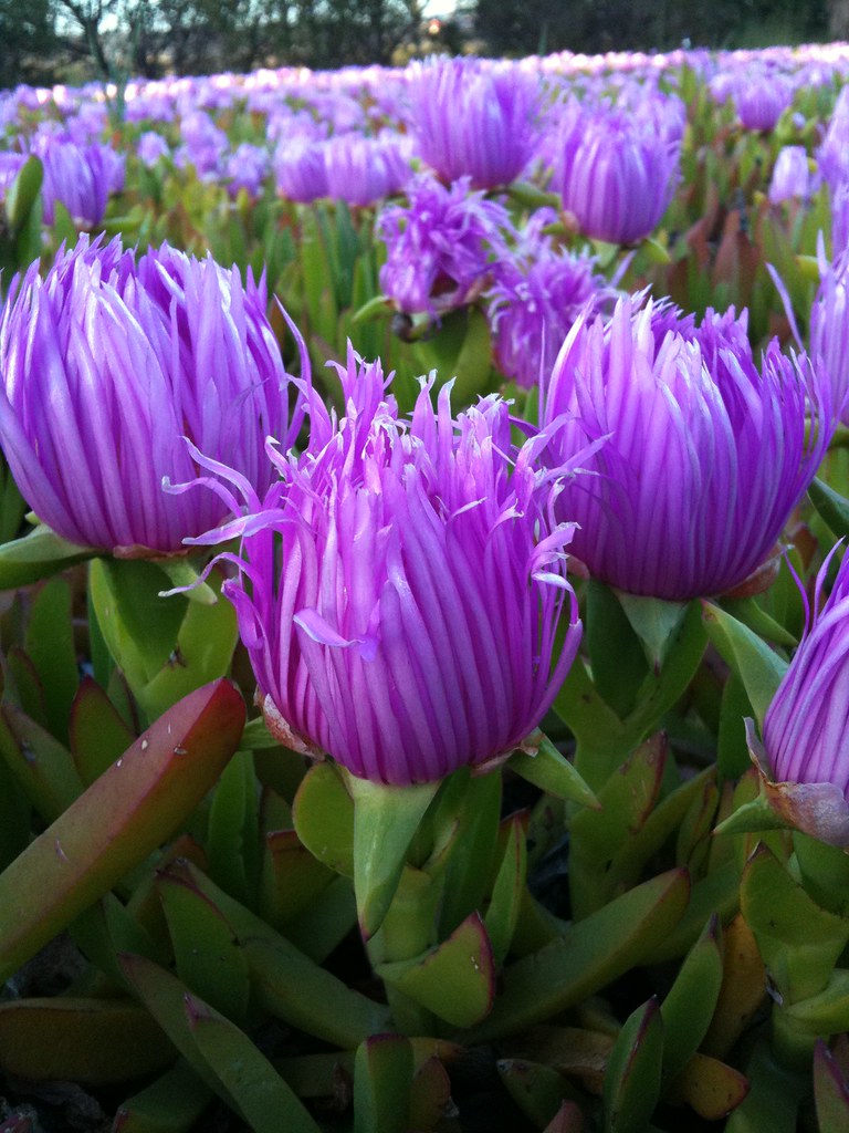 Ice plant flowers, 1 I've been obsessed with this field of… Flickr