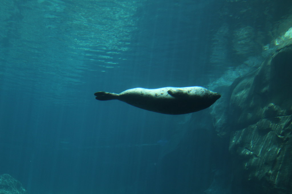 Harbor Seal Aquarium Cold Water Quest Wendell Reed Flickr