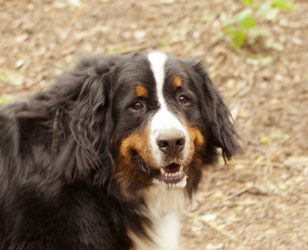 Bernese Mountain Dog Aggression