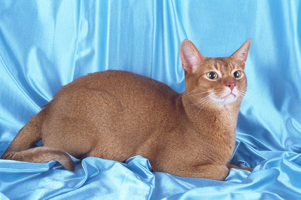 CFA Cat Breed ABYSSINIAN Garden State Cat Show Flickr