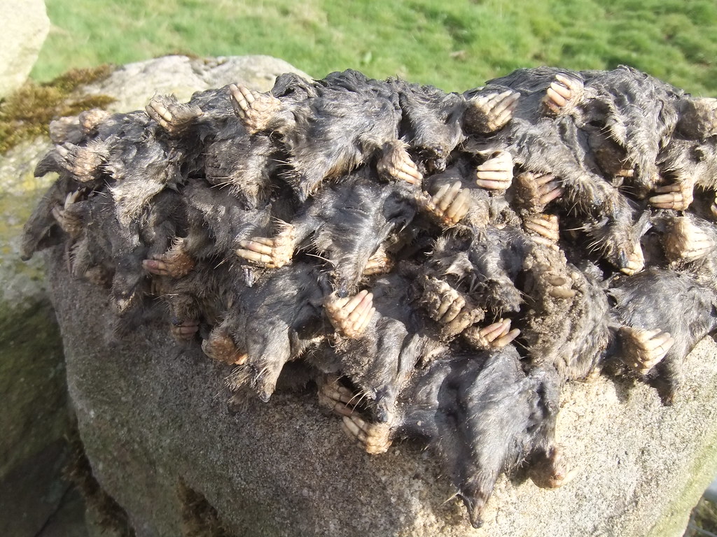 Moles never seen anything like this before, taken in north… Flickr