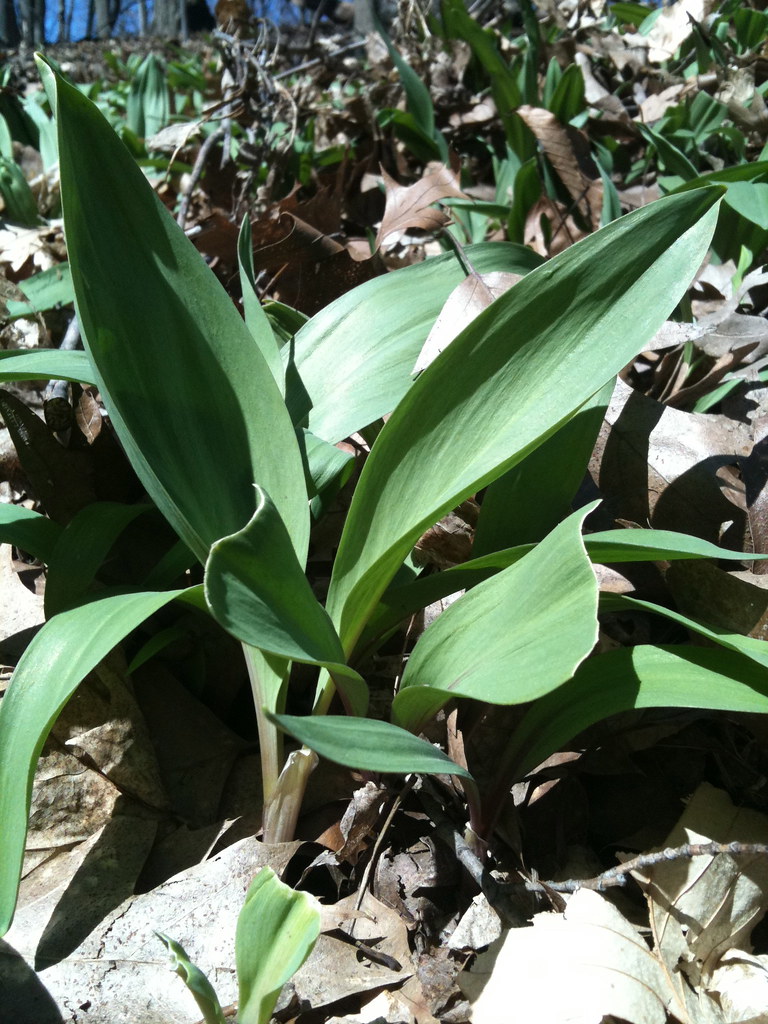 Wild Leeks/Ramps Early spring, April 13 Foraged foods, … Flickr