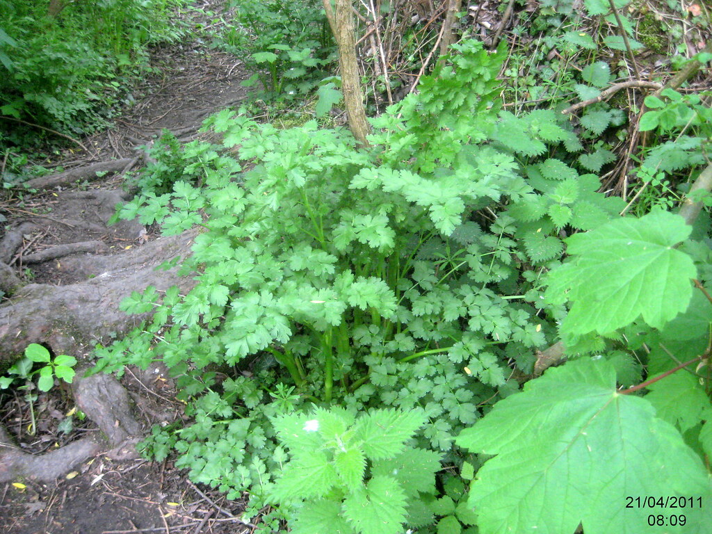 Wild celery Apium graveolens miřík celer. David Short Flickr
