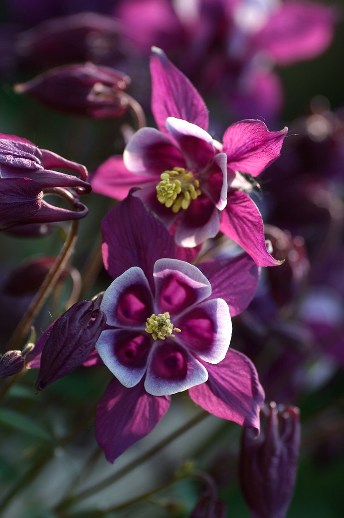The Royals A pair of Royal flowers in lovely purple regali… Flickr