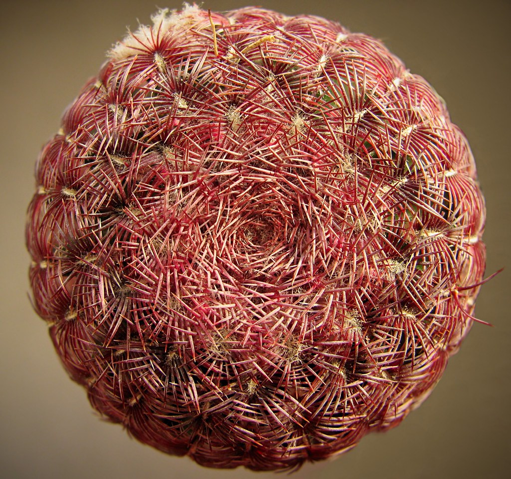 PinHead, or PinCushion, that‘s the Question intertwin… Flickr