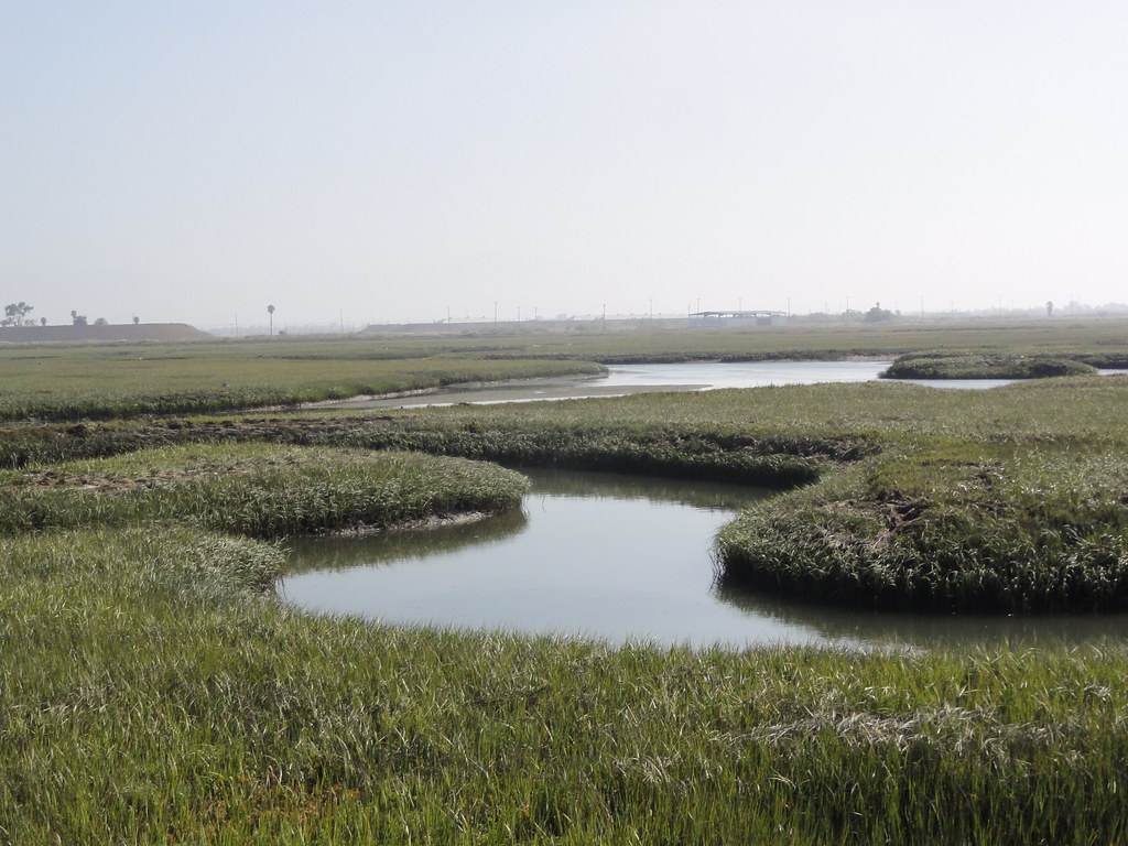 Seal Beach National Wildlife Refuge 7/2/11 Hog Island view… Flickr