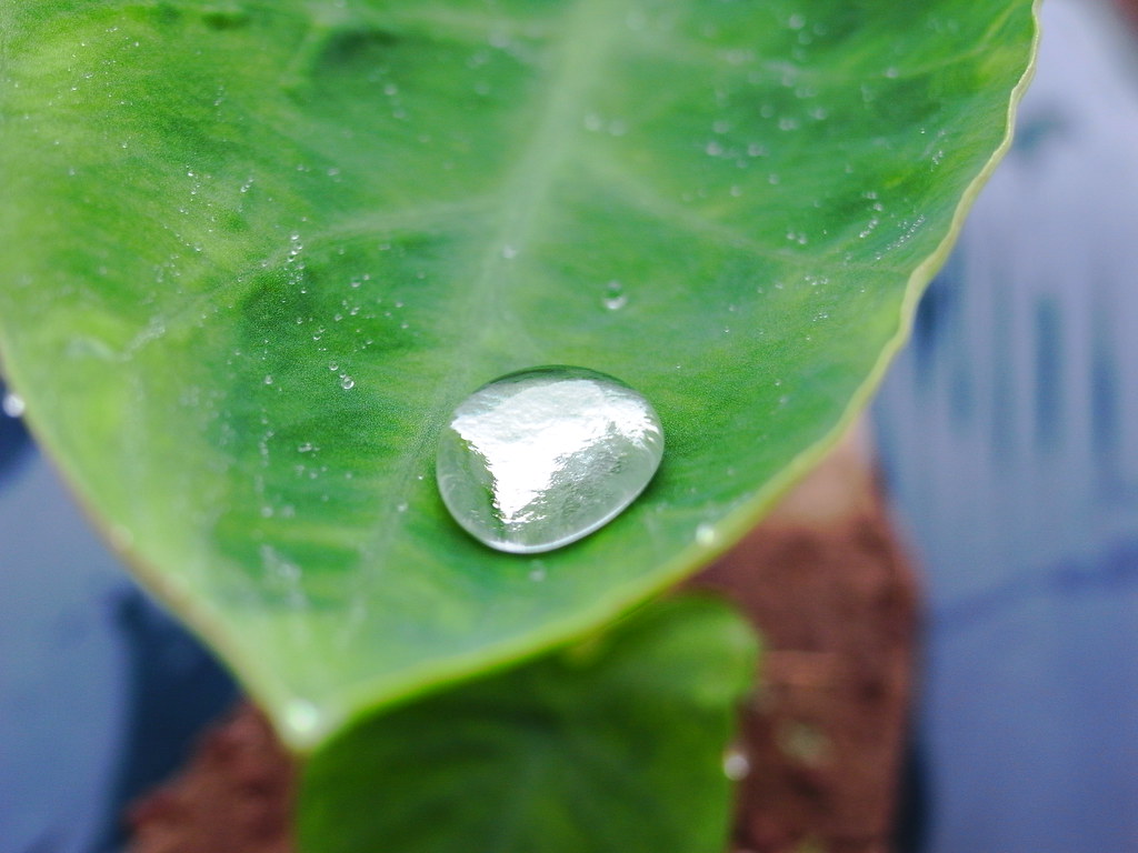 green upjohn_freak Flickr