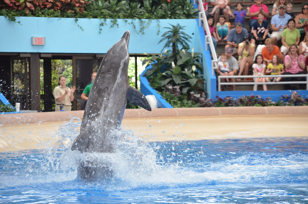 Brookfield Zoo Dolphin Show 077 Dolphin Show at Brookfield… Flickr