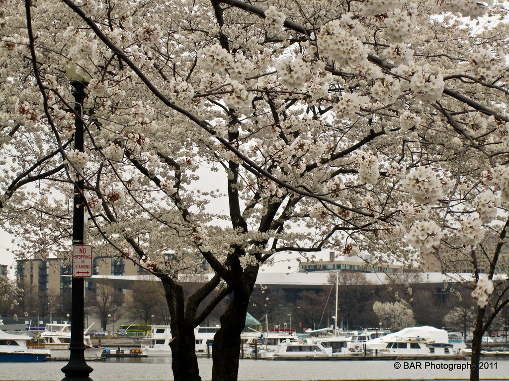 National Cherry Blossoms Festival Day 6 (East Potomac Pa… Flickr