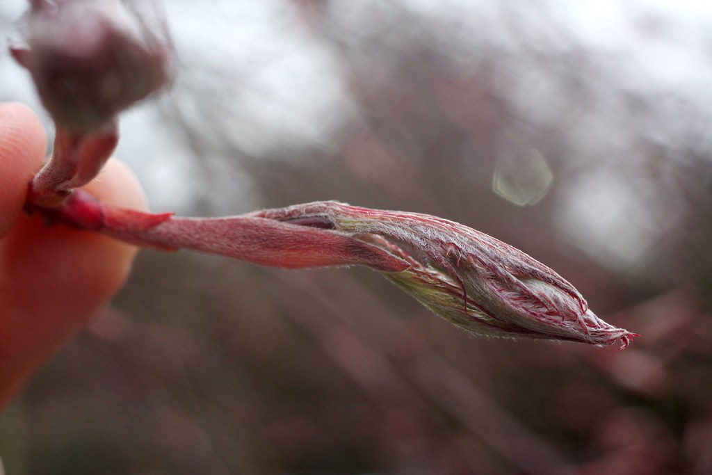 japanese maple buds, april 2011 brx0 Flickr