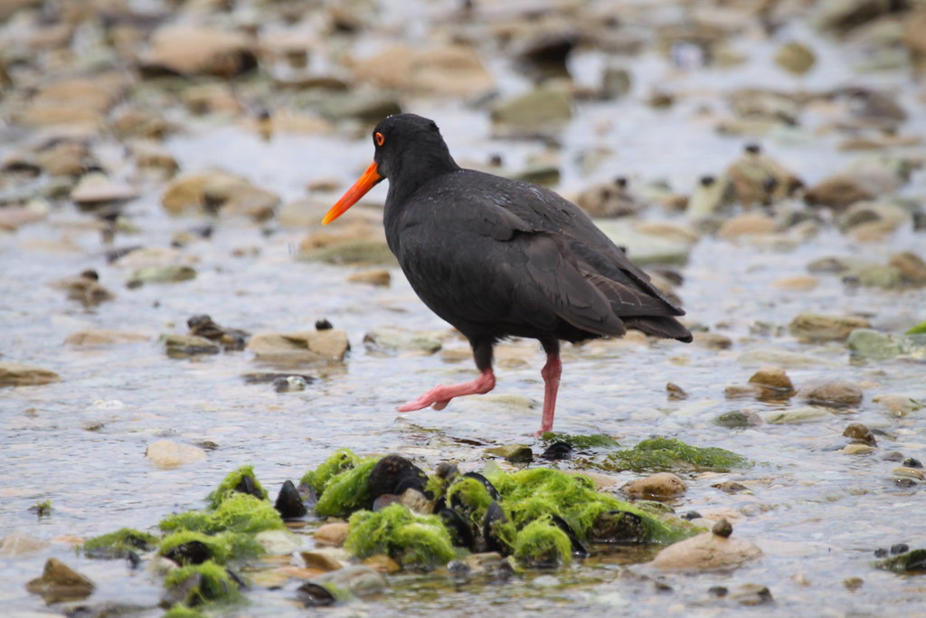 Oyster Catcher Luton Anderson Flickr