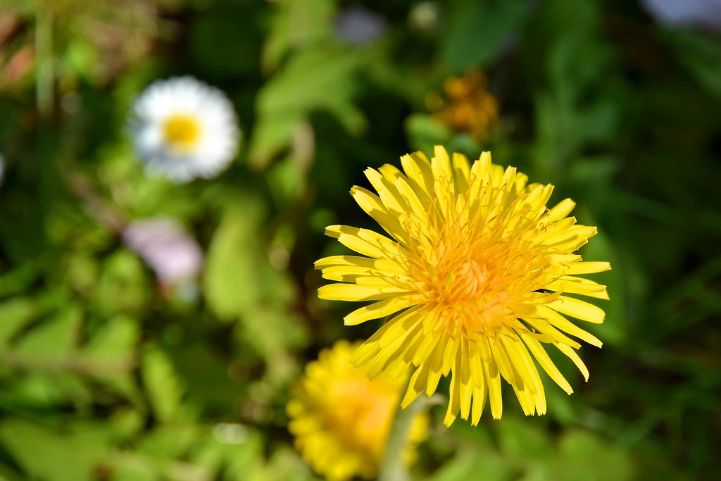 Loewenzahn Der_Engl Flickr