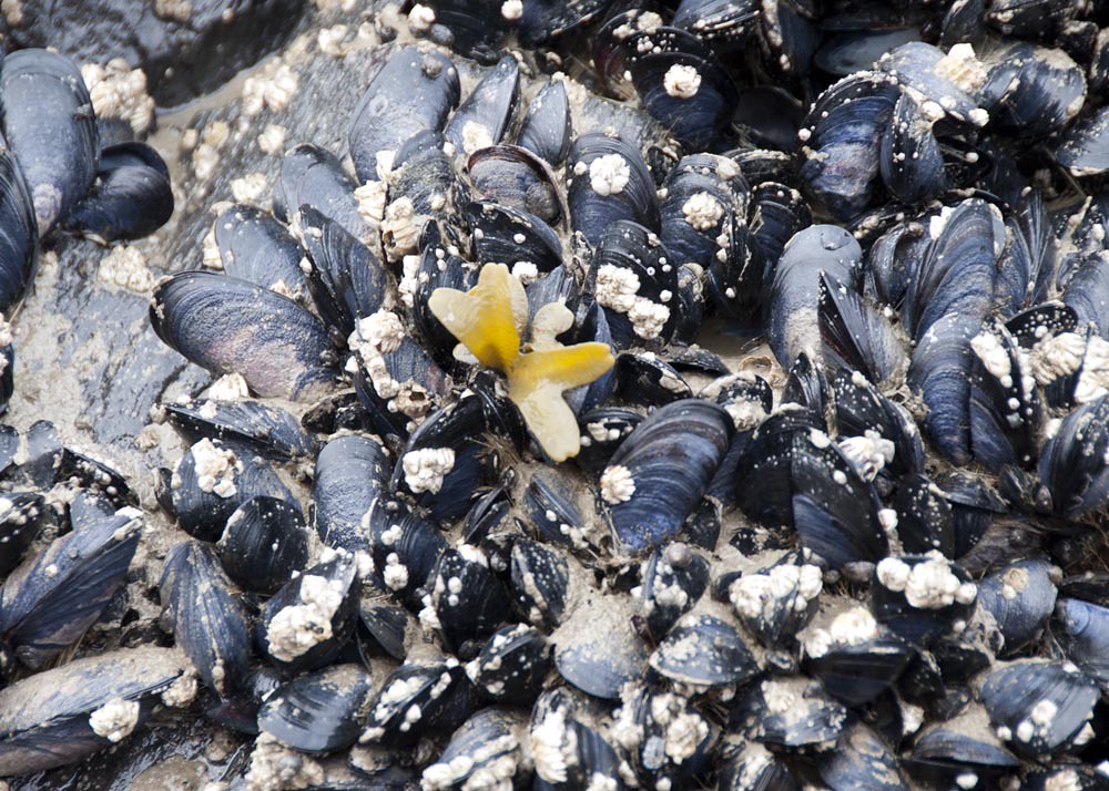 JLB5538 Mussels and Kelp Jan Baldwin Flickr