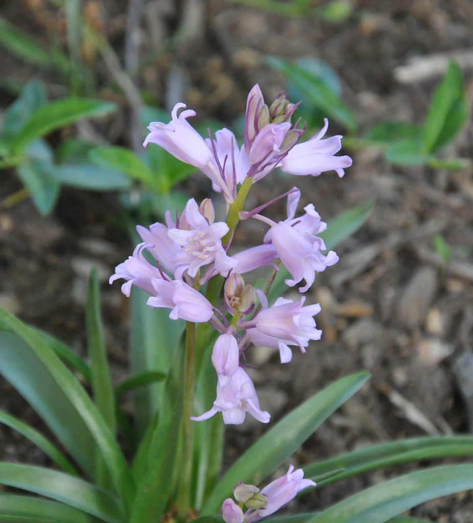 'Queen of Pinks' English Wood Hyacinth The English Wood Hy… Flickr