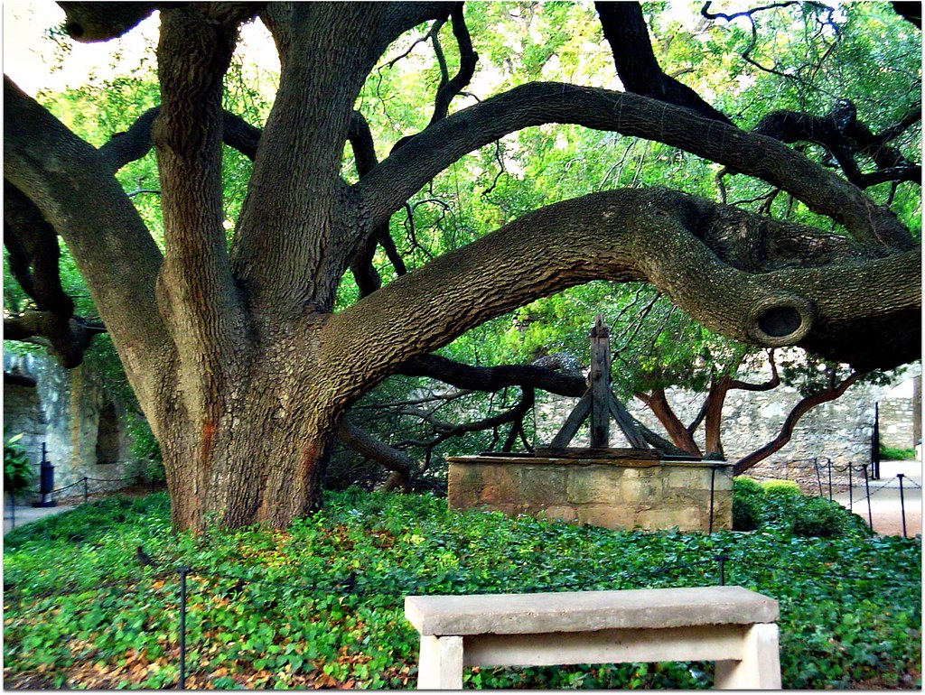 Majestic Live oak Alamo garden, San Antonio, Texas CameliaTWU Flickr