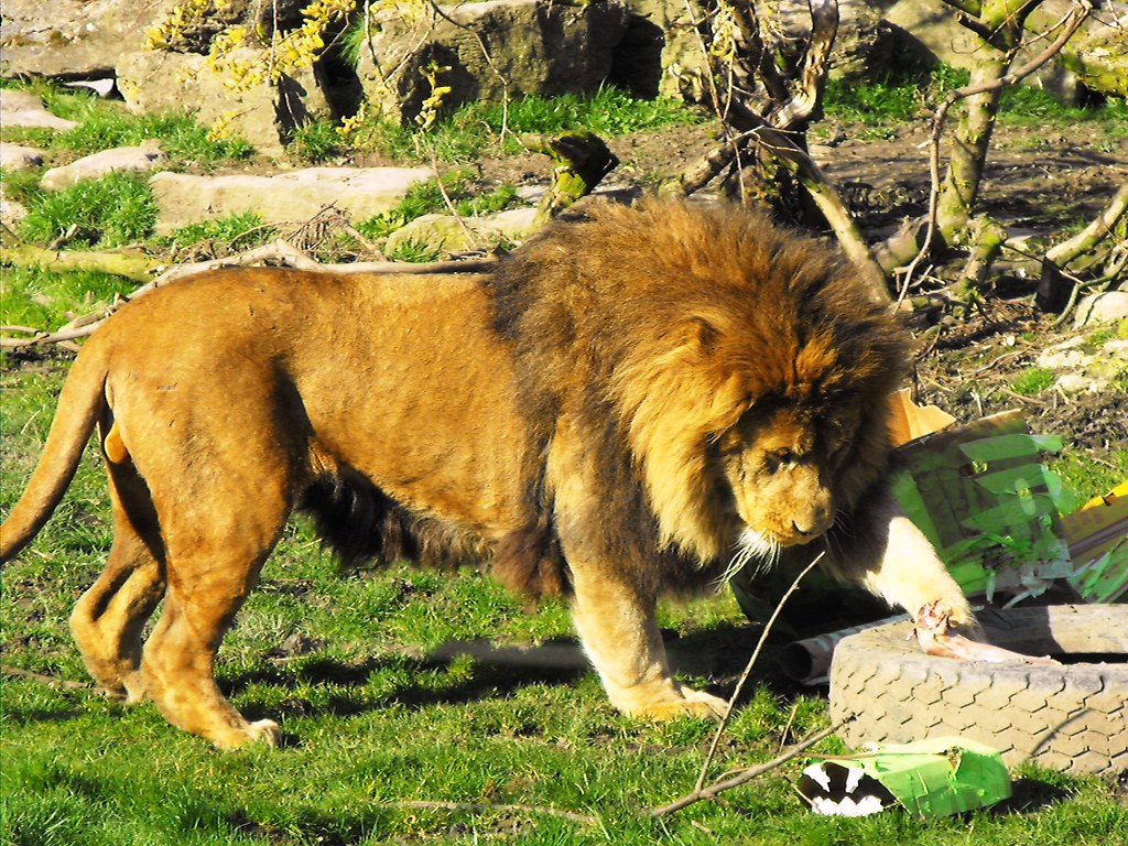 Lion Eating Lion at Blackpool Zoo 2011 William Allen Flickr