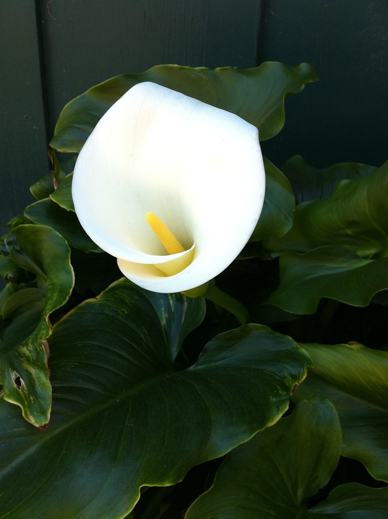 calla lily Calla lily is the only nice looking flower that… Flickr