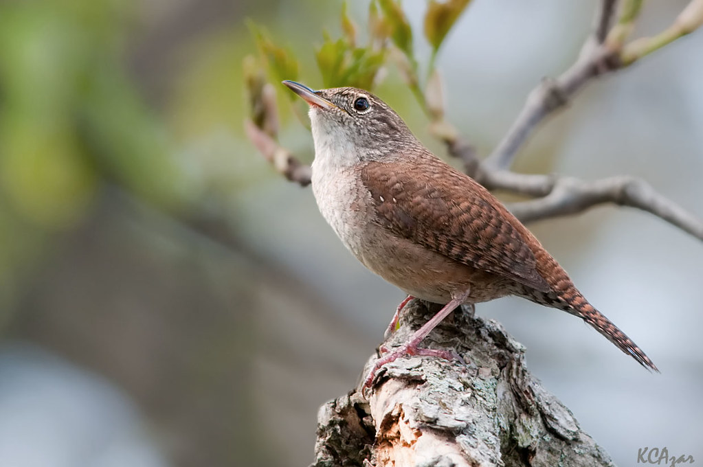 House Wren Kelly Colgan
