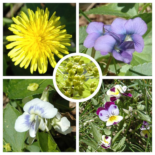 Spring flowers in MassachusettsMay 1stpretty weeds Flickr