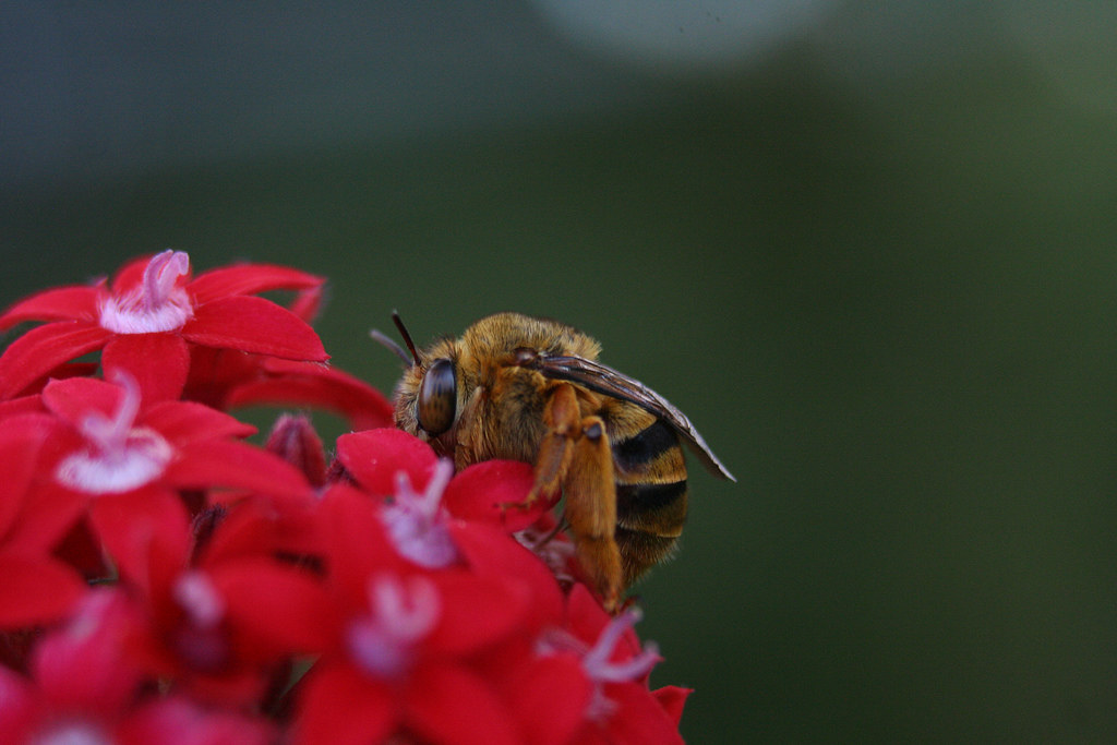 Teddy Bear Bee These photos are from my archives. We are b… Flickr