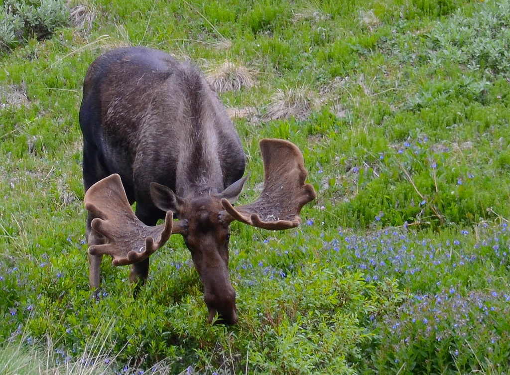 Bull Moose eating Rebecca Tifft Flickr