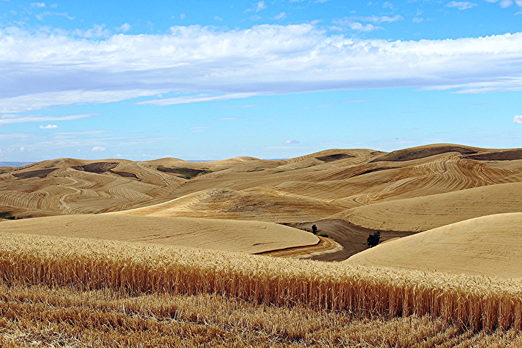 Wheat In the midst of wheat harvest south of Prescott, WA Flickr