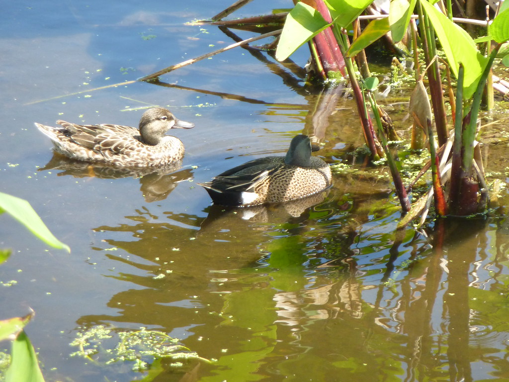 Wakodahatchee Wetlands Ducks at Wakodahatchee Wetlands, De… Flickr