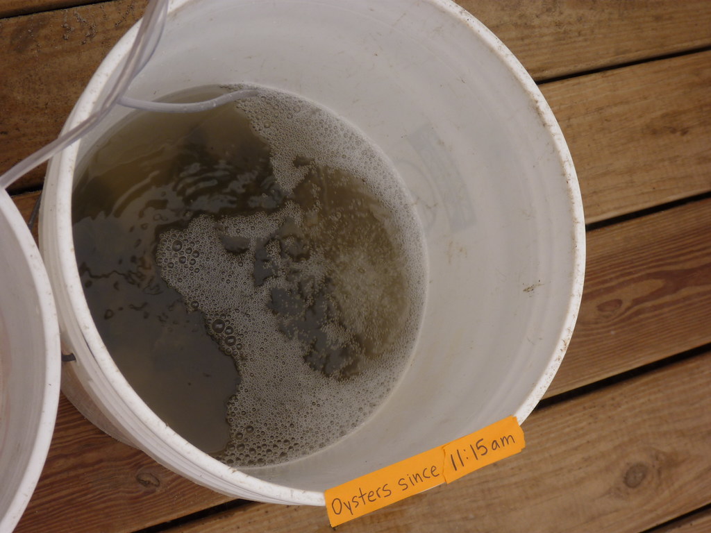 oyster filtration demonstration Flickr