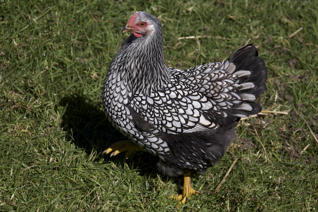 silver laced wyandotte pullet cskk Flickr