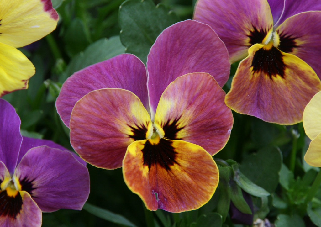 Pansies 1 Pansies 1 Shot on a Canon 400D © Cameron Duffy 2… Flickr