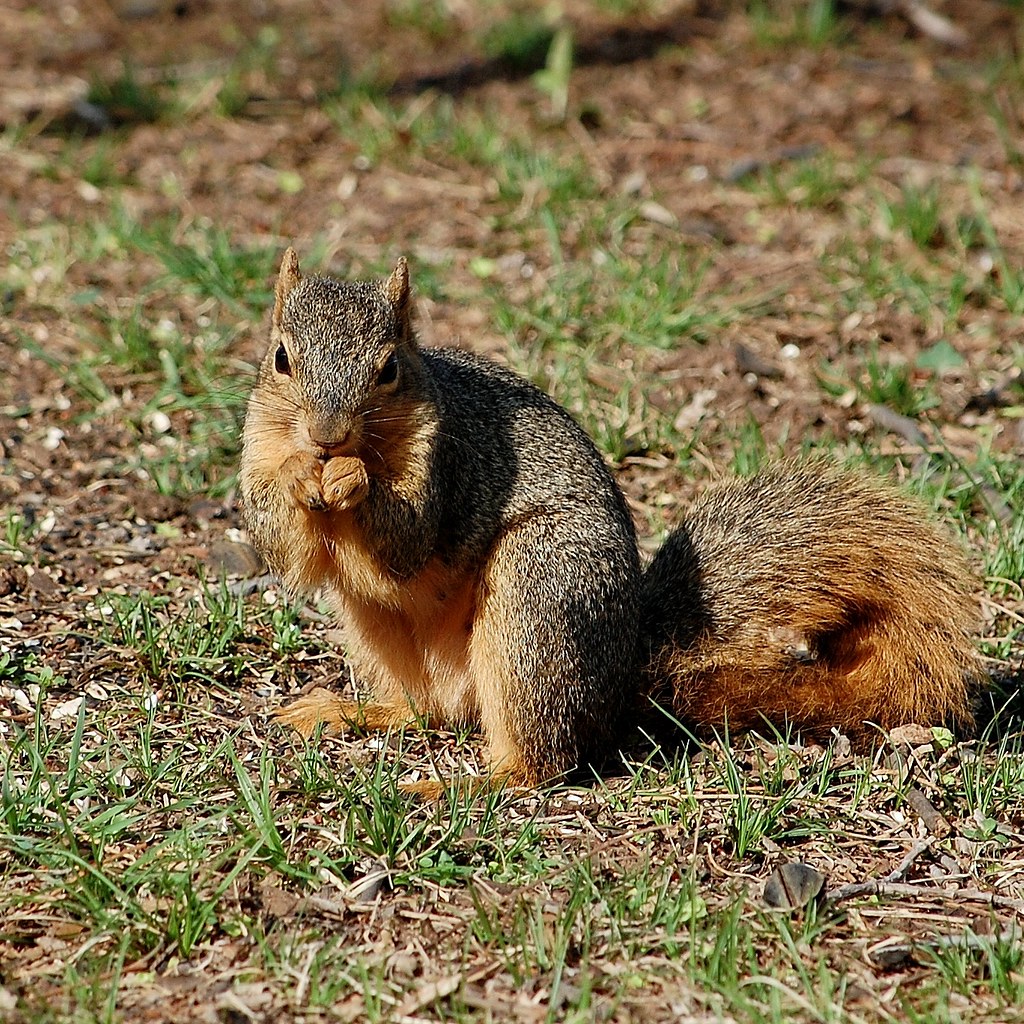 squirrel billy yates Flickr