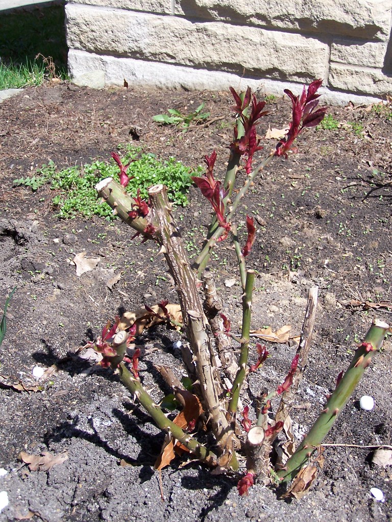 Queen Elizabeth rose bush 41211. She survived to thrive … Flickr