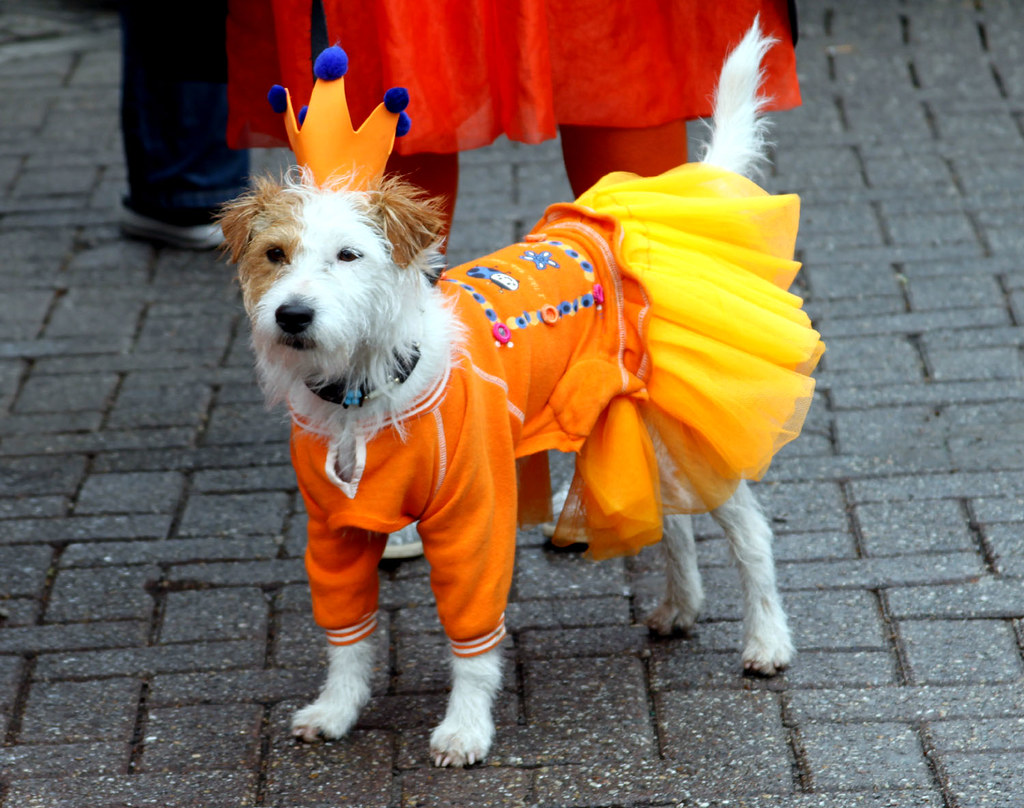 The Royal Dog Queen's Day Amsterdam 2010 Michael Shoop Flickr