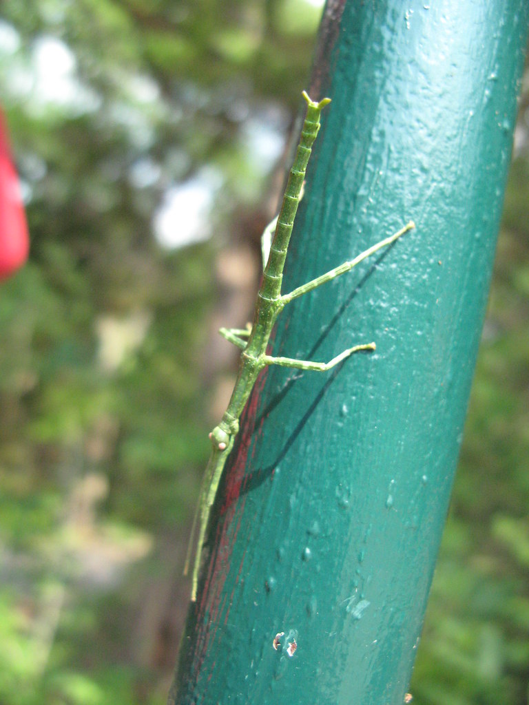 Stick insect Stick insect in Mother Neff State Park. Alexander