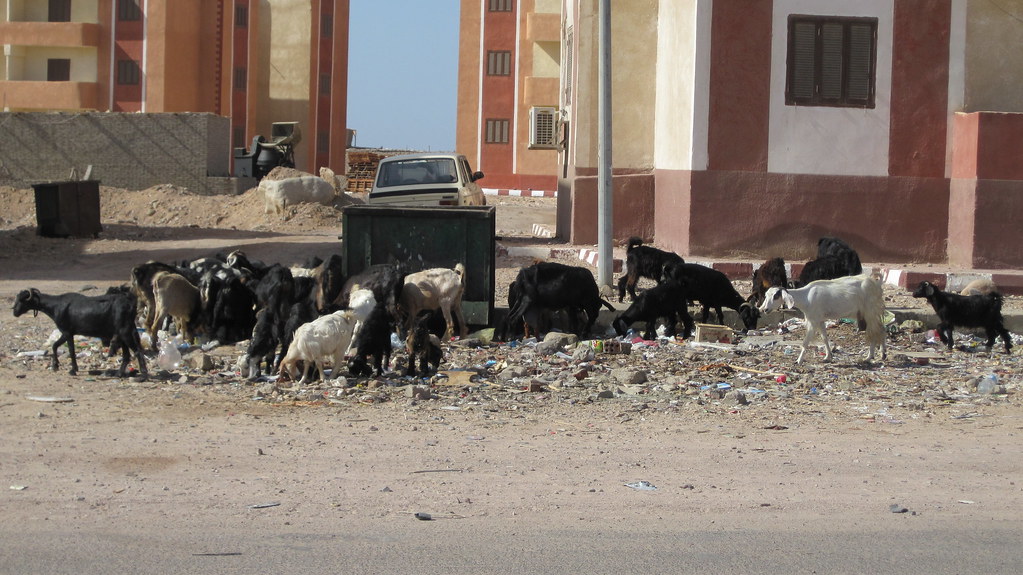 Stray goats eating from dumptster (they love cardboard ) Flickr