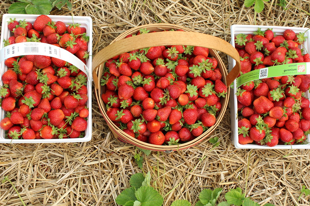36 Pounds of Strawberries! At Hann Farm, in Ohio. Recipes … Flickr